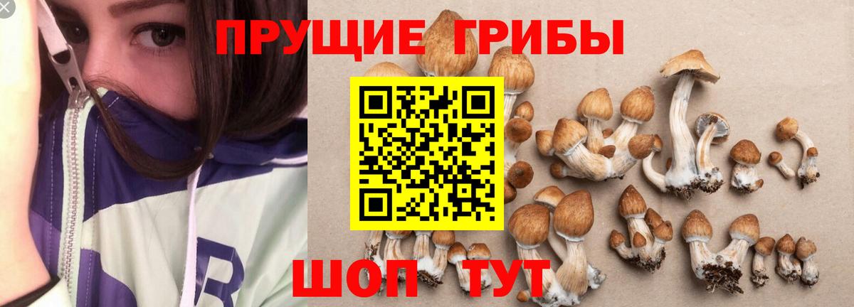 Псилоцибиновые грибы Psilocybe  Галлюциногенные грибы MAGIC MUSHROOMS  Вход с VPN  Киселёвск 